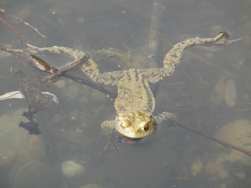 Krte im Wasser