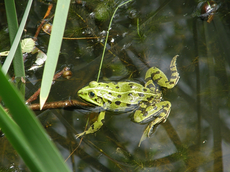 Teichfrosch