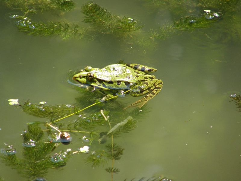 Teichfrosch