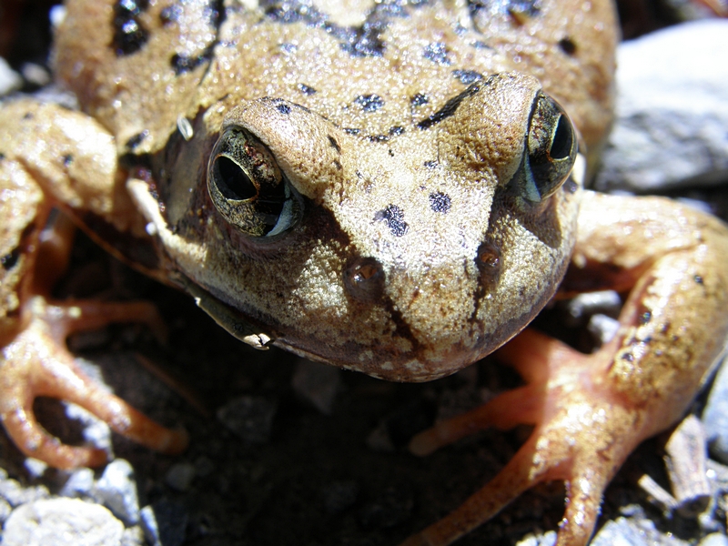 Frosch (Portrait)