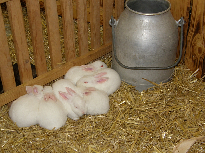 Kuschelnde weie Hschen