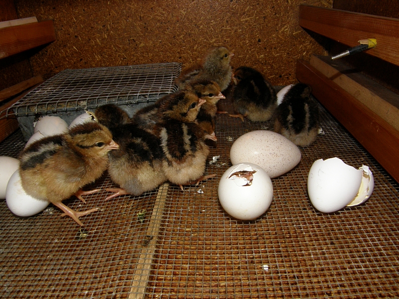 schlpfendes Kken im Brutkasten