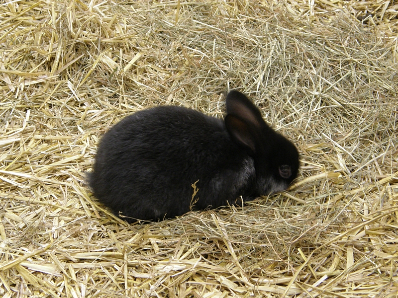 Schwarzes Hschen, knabbernd