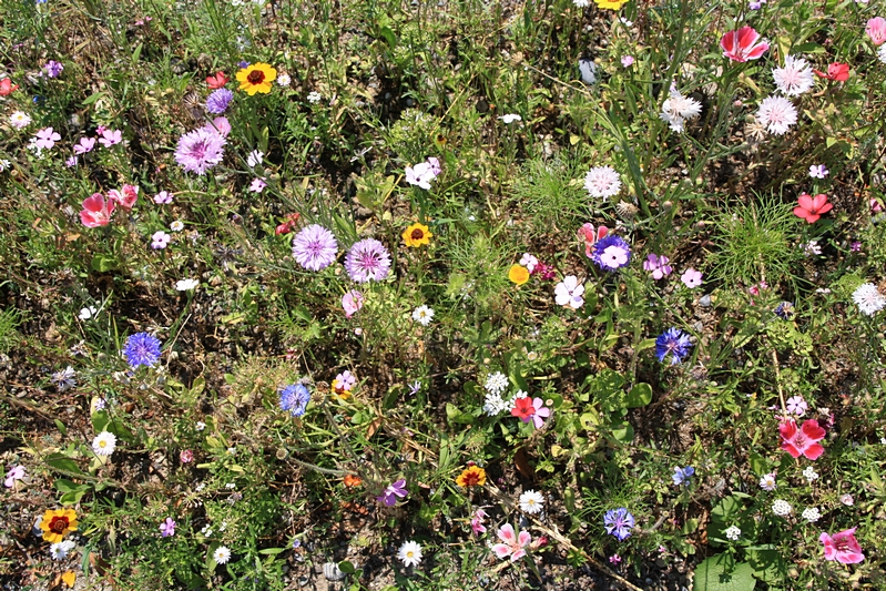 Wildgrser und Wildblumen