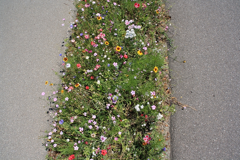 Blten, Blumen und Grser