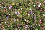 Wildgrser und Wildblumen