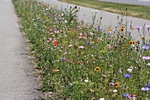 Blumenband trennt Fuss- und Fahrradweg