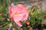 pinker Mohn im Wind