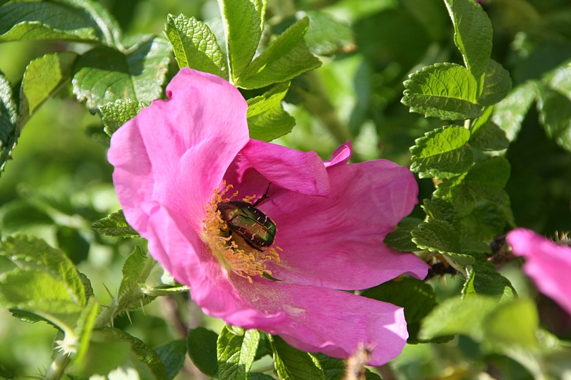 Heckenrose mit Rosenkfer