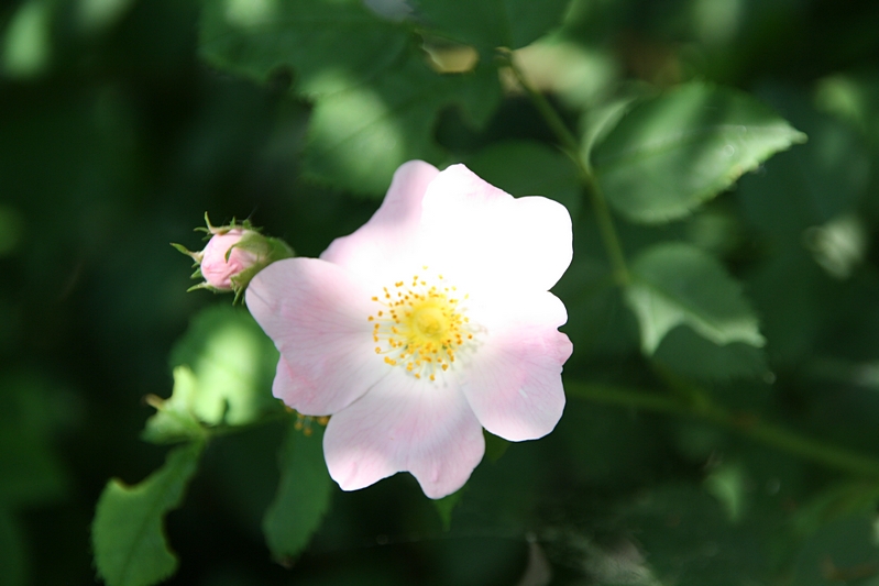 Japanrose im Zwielicht