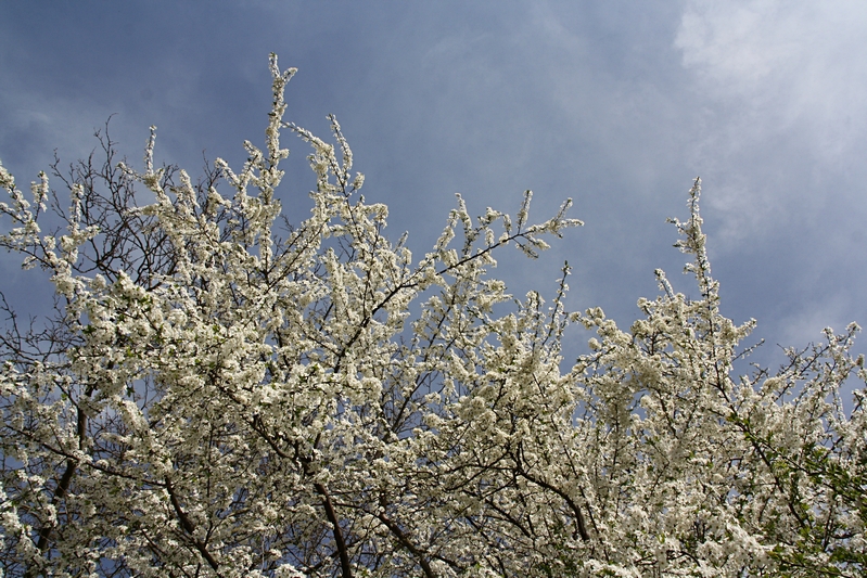 Blhender Baum