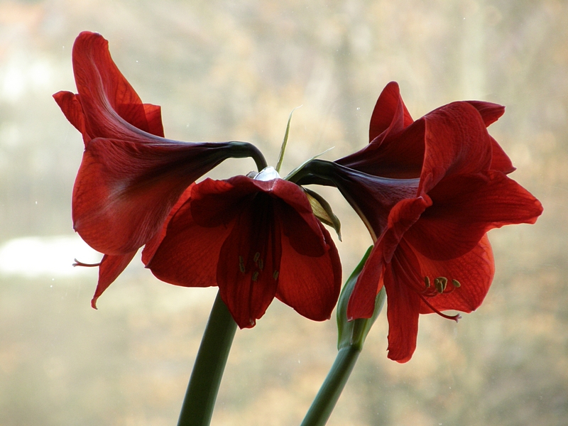 Amaryllis knallrot