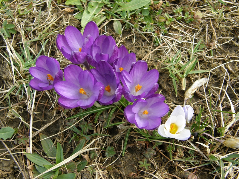 Krokusse