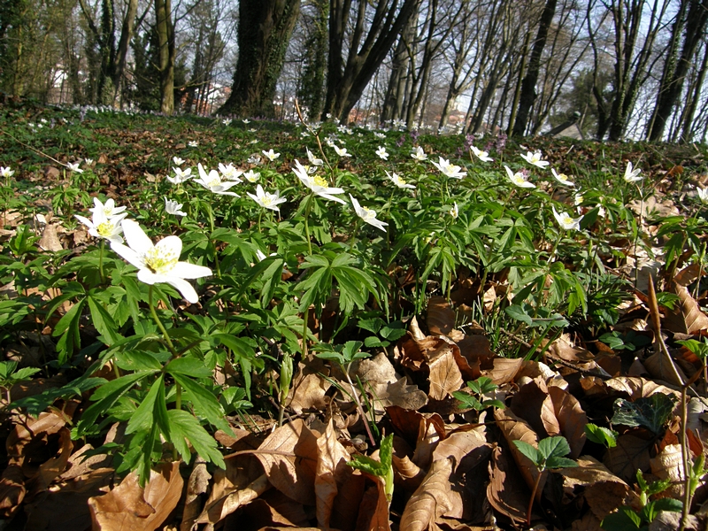 Anemonenfeld