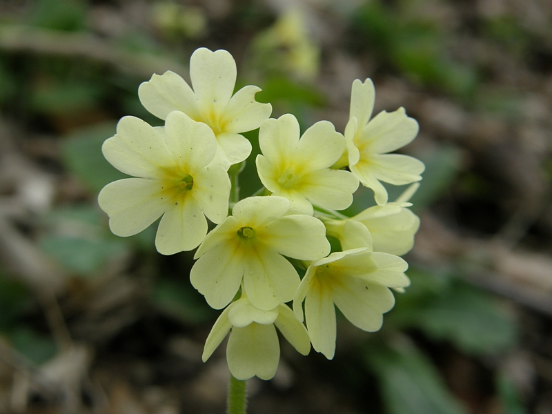 Schlsselblumen, von Nahem