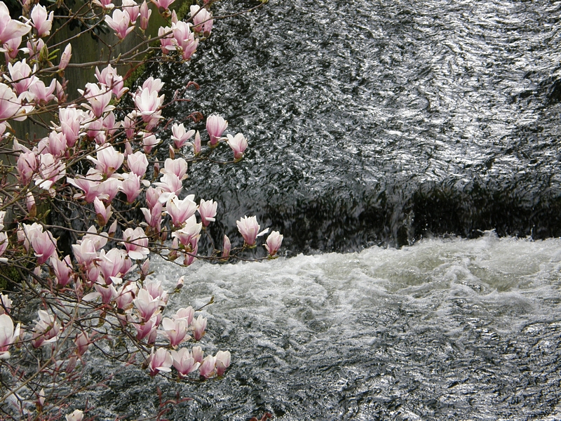 Magnolien am Fluss