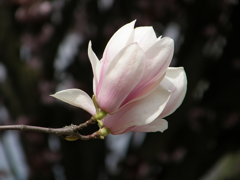 Magnolienblte