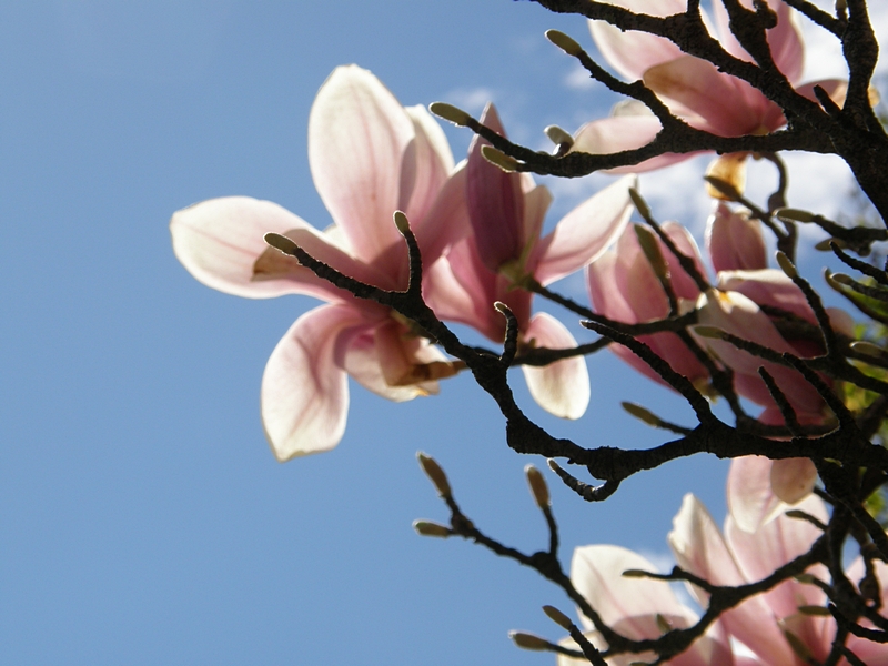 Magnolie vor blauem Himmel