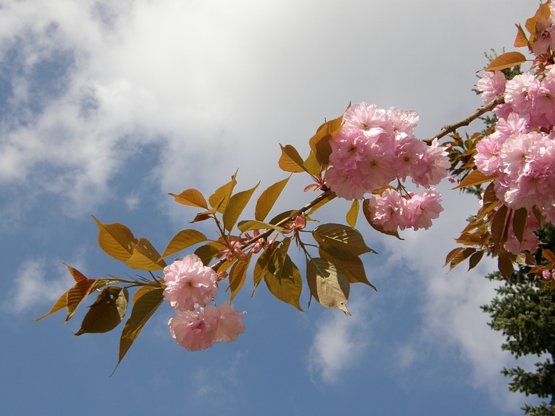 Himmel und Blten