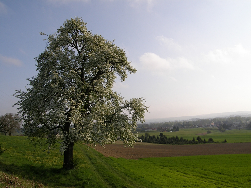 Blhender Baum