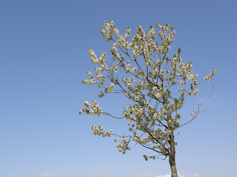 Blhender Baum, frei stehend