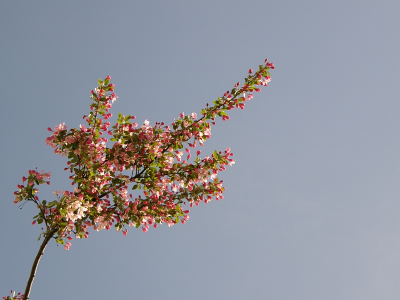 Bltenzweig vor blauem Himmel