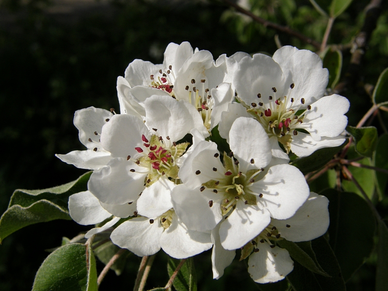 Obstblten