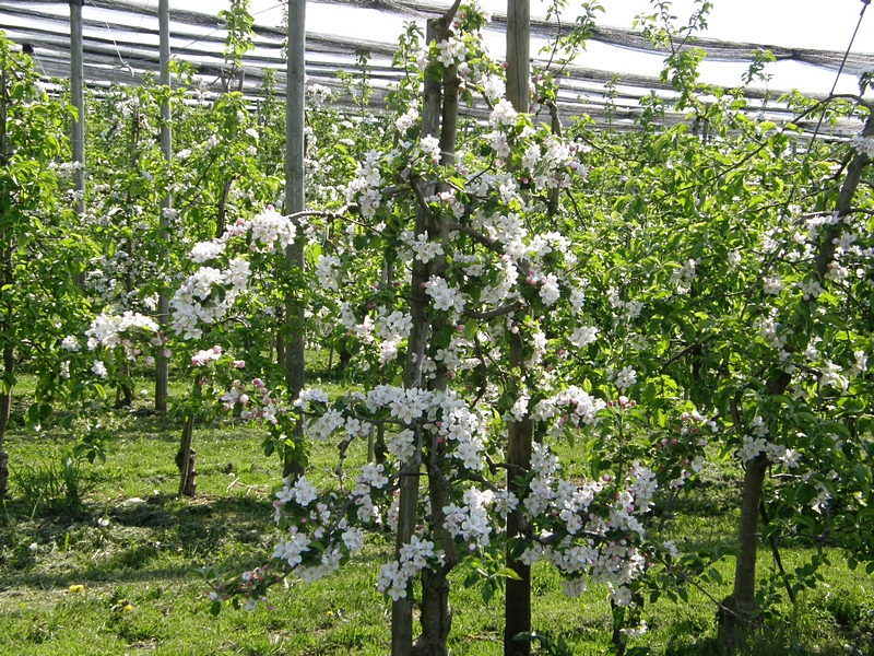 Obstbaum-Plantage