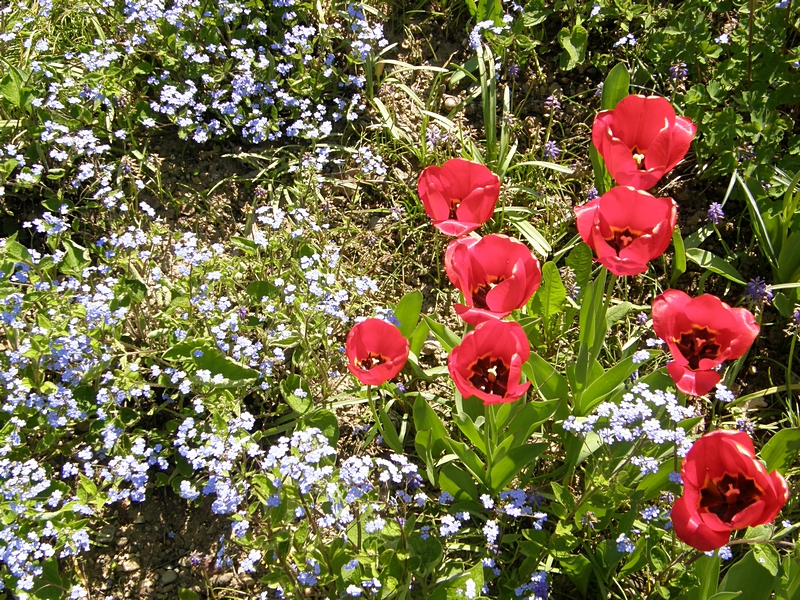 Blumenbeet mit Tulpen