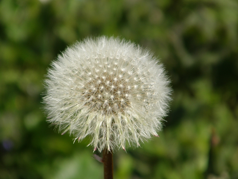 Pusteblume