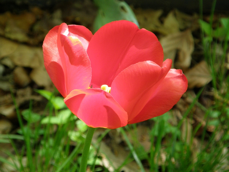 Tulpe, verblhend