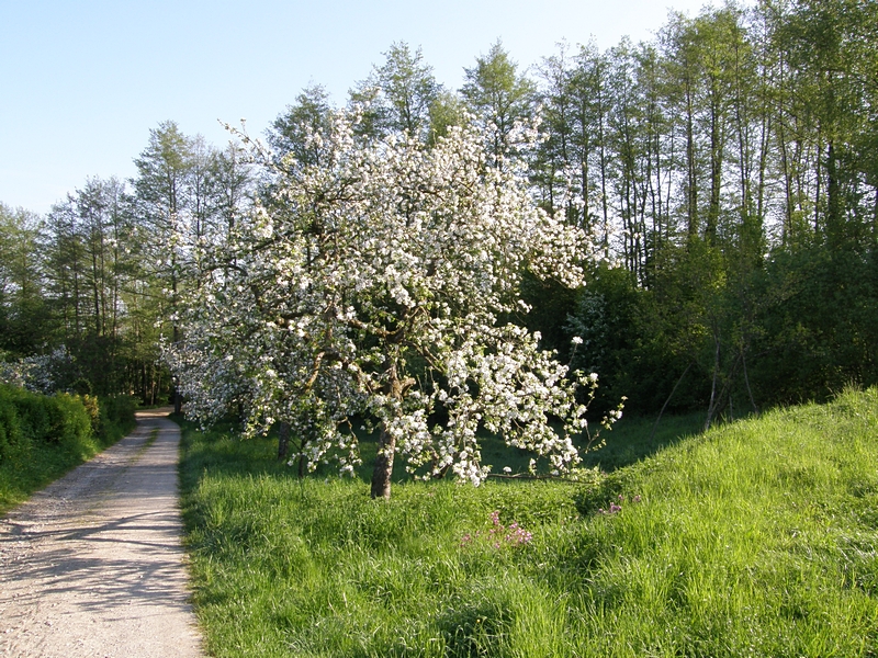 Frhjahr in Oberschwaben