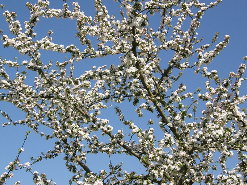 Blhender Obstbaum