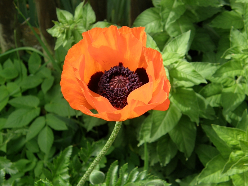 Mohn, orange