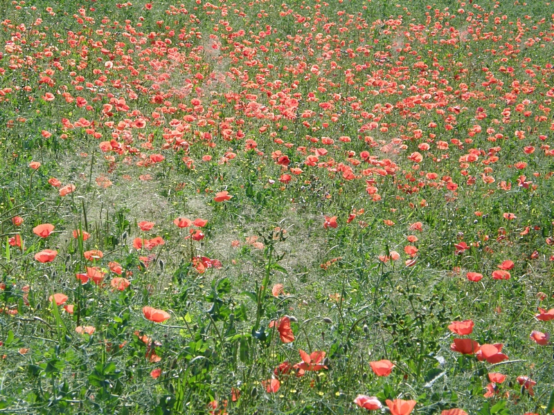 Mohn en masse