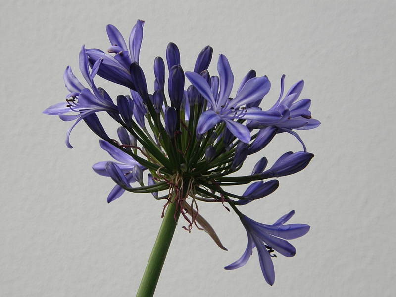 Blte blau, freistehend