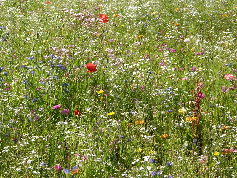 Bunte Blumenwiese in Oberschwaben