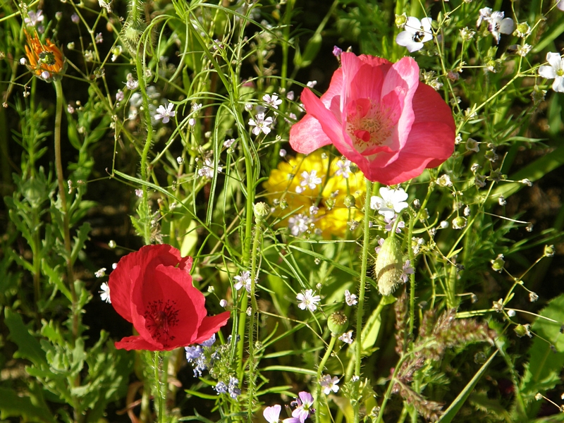 Wilder Mohn