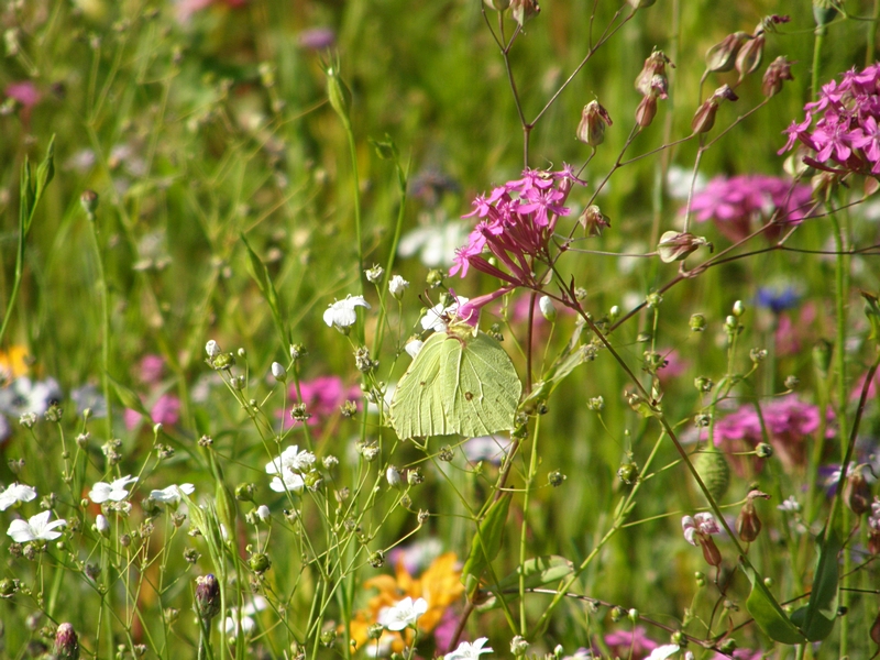 Blumenwiese