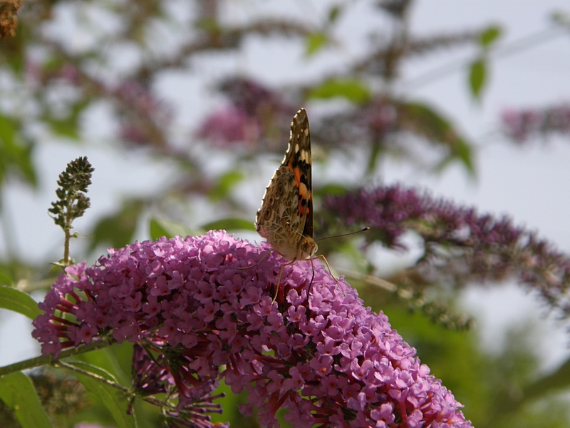 Sommerflieder mit Admiral