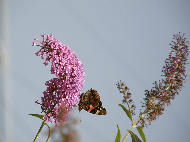 Sommerflieder mit Schmetterling