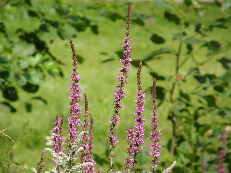 Bltendolden, violett