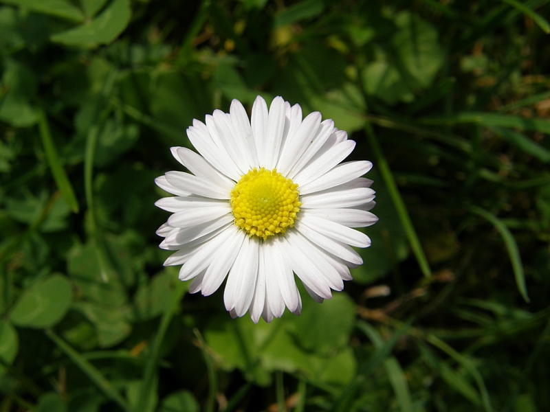 Gnseblmchen vor sattem Grn