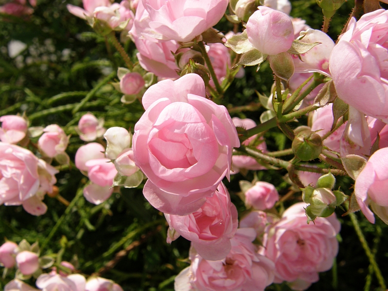 Heckenrose