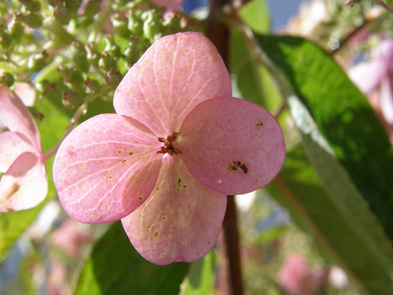 Blte, rosa, vierblttrig