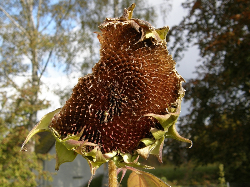 Sonnenblume, verblht m. Fra-Spuren