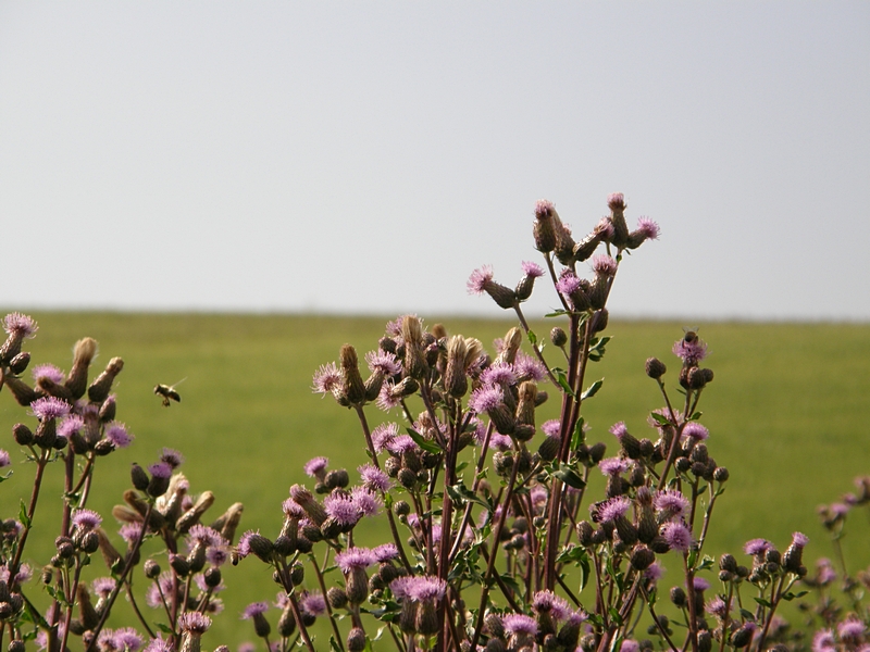 Blten mit Bienen im Flug