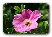 Rosenkäfer auf Blüte