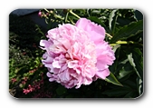 Blüte (gefüllt, rosa)