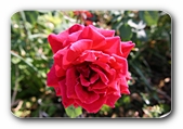 rote Rose